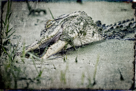 alligator art