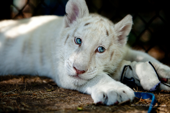 snow white tiger cub